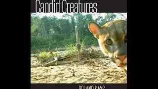 Candid Creatures Sneak Peak