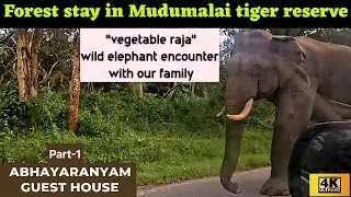 Abhayaranyam Guest House | Mudumalai Tiger Reserve  |  Forest Stay in Mudumalai |  Elephant Camp
