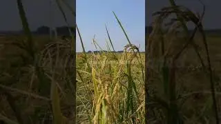 A cropfields-close-up- #farmworks #fruits #vegetables #ricefarm
