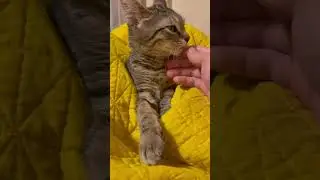 Hello my name is Remy!Currently making my home in ur heart and on YouTube 🤗 #kitten #rescue #cat