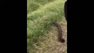 Yarar&aacute; gigante