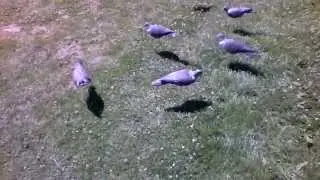 Blettes pigeon