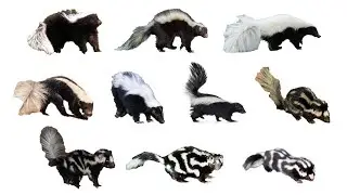 Species of Skunks | All Types of Skunks | English