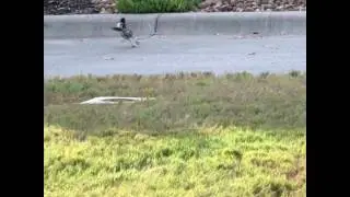 Roadrunner bird  running with food