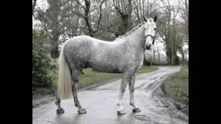 LANDMARK TYSON - Irish Draught 5yo gelding