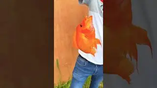 MIDAS CICHLID #trending #freshwaterfish #popular #shorts #youtubeshorts #goldfish #fish #wgitachi
