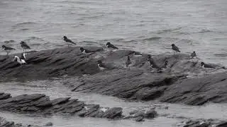 Hu&icirc;trier pie (Haematopus o. ostralegus) Eurasian Oystercatcher