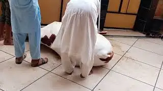 Qurbani 2022