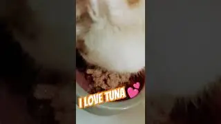 Tuna is back #cat #asmr #asmrfood