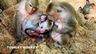 Pity newborn Daniela, Why kidnapper weaning newborn, Daniela cry&cry, Why drag baby so hard