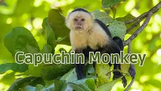 Embark on a captivating journey into the world of Capuchin monkeys