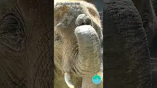 🪄✨ trunk tricks 🐘💖