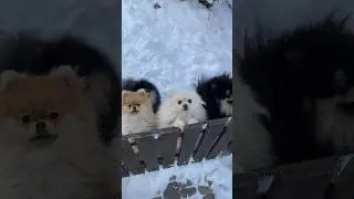 OMG! here surprise for pet lovers 🤔💯                                              see in description
