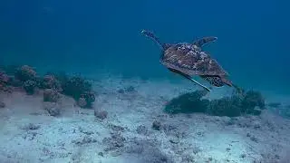 Koh Tao's Ocean Treasure: The Majestic Green Sea Turtle | BlackTurtleDive.com