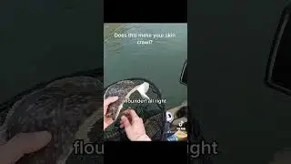 Charleston fishing winter flounder
