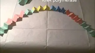L-arabinose operon gene expression