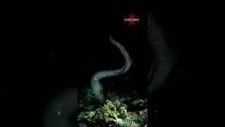 Moray Eel Hunting during our night dive. #scubadivingislife #sealife #naturelovers #wildlife