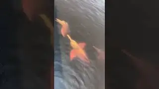 Amazon river dolphin boto