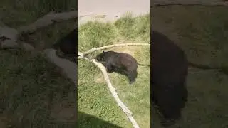 bear shenanigans