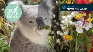 Bear necessities, a mongoose mob & some Pixar cuteness