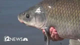 100-year-old fish living in Arizona lake could hold the secret to longevity | Buffalofish Research