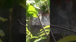 High frequency sound created by small insect