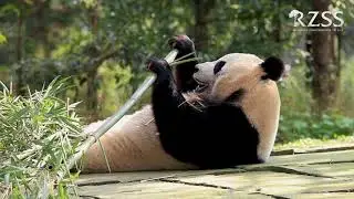RZSS giant panda update with Iain Valentine 25/8/17