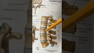 Acute Back Pain Exercises
