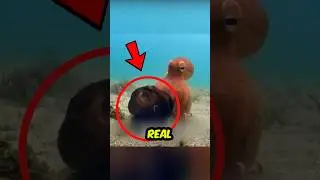 Octopus Was in Danger&hellip; Then a Robot Saved It! 🤯🐙 #octopus #oceanmysteries #wildlife