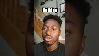 Pet Lizards&rsquo; convo with other pets after shedding #skits #pets #comedy