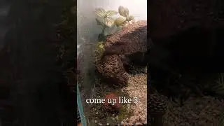 Rebuilding My 3-Gallon Cave Terrarium After the Cracked Tank Disaster!