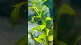 Stunning Black Stripes Transparent Shrimp Unique Colour