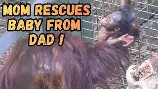 Dad Gets Too Close To Baby Orangutan Mom Steps In