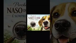 Perch&eacute; il naso del cane &egrave; sempre umido?Se vivi con un cane, lo sai bene: quel nasino freddo e umido
