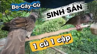 Giảm tải đam mê. Chia bớt anh em Chim Cu gáy giá rẻ.