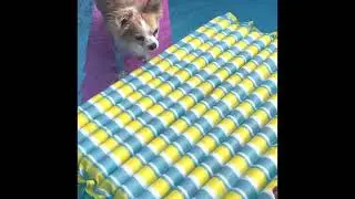 Swim With Us! Trying out a new dog pool float #short #dogs #swimming