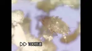 Dust mites will be mummified in Ninja ROBO