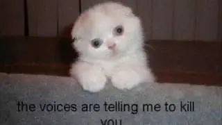 LOL_CATS_3_(SETHMETHCS)_L@@K AT THIS!!!!!