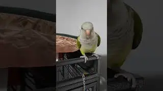 Grr bedtime 😈👿 #quakerparrot #alert #squawk