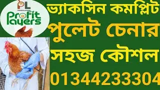 এই ভিডিও না দেখলে পুলেট কিনবেন না | Poultry Farming Bangla