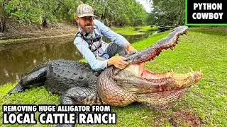 Huge Alligator Threatens Local Cattle Ranch