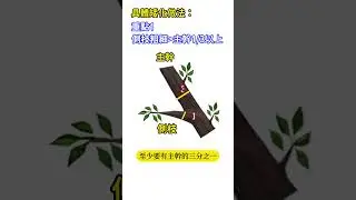 矮化樹木的具體作法