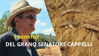 Il grano Cappelli porta BENEFICI ALLA SALUTE?