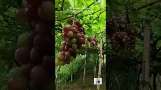 Grape Picking at Gapuz Grape Farm Bauang La Union #asmr #grapepicking #grapefarm