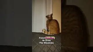 Почему кошки смотрят на стены 👀🐾