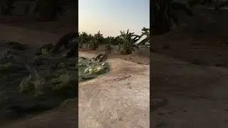 How crocodiles are raised on farms #shorts #crocodiles