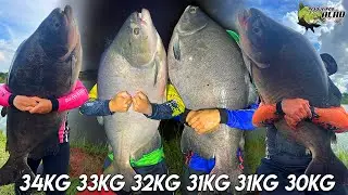 PARAÍSO DOS TAMBAS GIGANTES / CARAVANA FAZENDA PACU