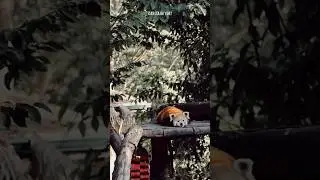 Shifu, Is That You? Red Panda #animals #shorts #information