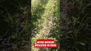 #onion#weeds#agriculture #cropproduction #weedicides