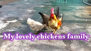 Feeding my lovely chickens #hen #petanimalsincambodia